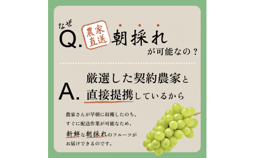 2024年先行予約>超朝採れシャインマスカット 2～3房 約1.2kg 山梨県