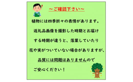 人気のリゾートガーデンに!コルジリネ レッドスター 赤ドラセナ<プラス樹>【1069297】 - 三重県鈴鹿市｜ふるさとチョイス - ふるさと納税サイト