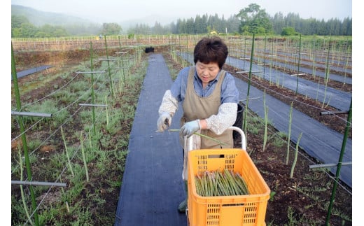 奥羽山脈の山々に囲まれた自然豊かな西和賀町で、早朝の朝靄のなか収穫