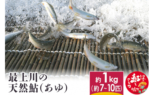 最上川の 天然鮎(あゆ) 1kg
