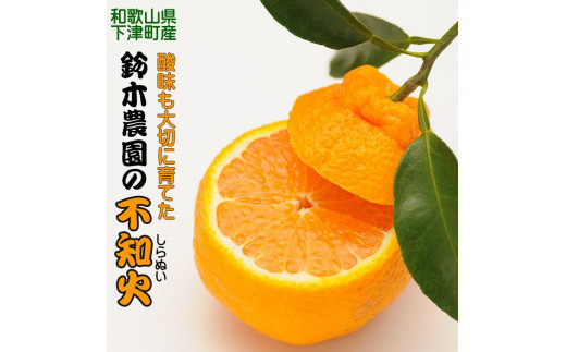 R5年出荷分】鈴木農園の不知火２ｋｇ（２L又は３L） 和歌山県から農家