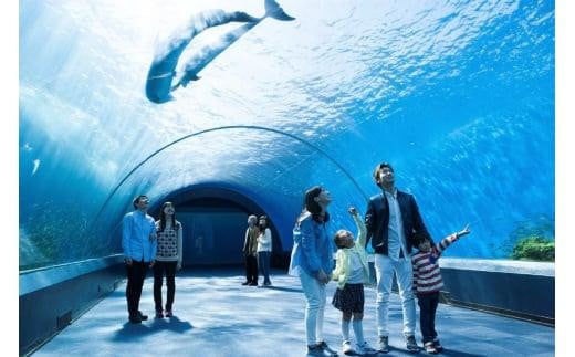 横浜・八景島シーパラダイス ワンデーパス（水族館4施設＋ ...