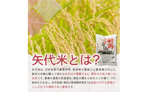 【定期便】新潟県矢代産コシヒカリ20kg(5kg×4袋)×3回（計60kg）