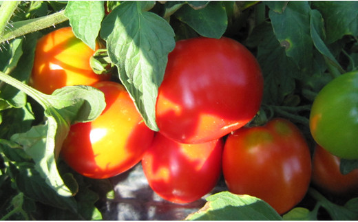 契約農家が露地栽培した完熟トマトジュース〔加塩〕190g×30缶