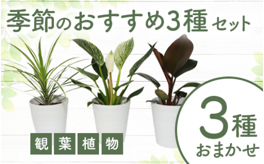 観葉植物】店主におまかせ！季節おすすめ3種セット4号鉢×3(Green Base