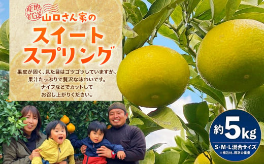 山口さん家のスイートスプリング 約5kg 【12月下旬から2025年1月上旬発送予定】柑橘 果物 フルーツ 673898 - 熊本県宇城市