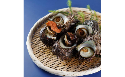 佐渡産 天然活サザエ 割引を販売 魚貝類 | hotelpuertadelarco.com