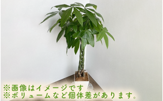 ふるさと納税 鹿児島県 指宿市 【観葉植物】パキラ110cm〜130cm(Green