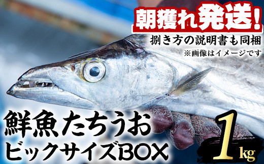 【0223204a】鮮度が命！鮮魚問屋が厳選した『鮮魚たちうおビッグサイズBOX』(1尾・1kg以上)【江川商店】