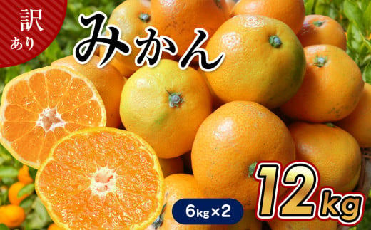 【 6キロ × 2箱 】 たまな産 温州みかん 12kg | フルーツ 果物 くだもの 柑橘 みかん ミカン 温州ミカン 熊本県 玉名市