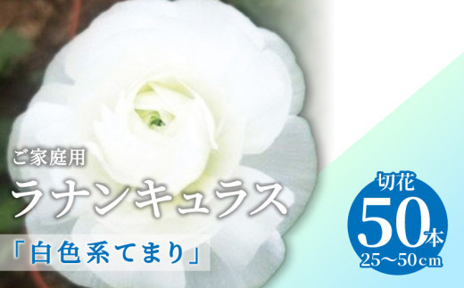 ご家庭用 ラナンキュラス「白色系てまり」切花50本(長さ25～50cm