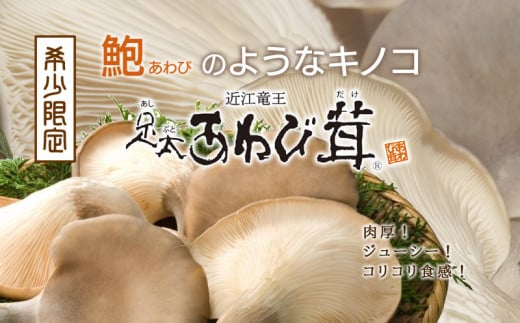  あわび茸  生 1kg 希少 足太あわび茸 きのこ キノコ 国産 食材 健康 滋賀県 竜王町 送料無料 贈り物 ギフト 産地直送 849107 - 滋賀県竜王町