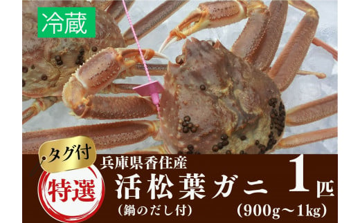 松葉ガニ 【特選 活 松葉ガニ 生 1匹（約900g～1kg）冷蔵でお届け