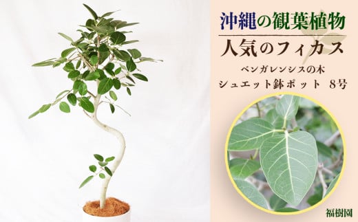 沖縄の観葉植物 人気のフィカス ベンガレンシス8号 シュエット鉢ポット