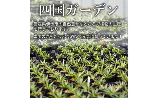 多肉植物　耐寒性　美種　アガベ　笹の雪錦　1株限定　輝山