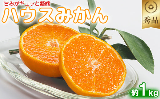 今村農園のハウスみかん 約1kg【秀品】 みかん 柑橘 1kg 秀品 先行予約 7月 8月 フルーツ ＜107-006_5＞