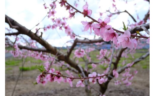 草間地域の4月は、桃の花が満開です