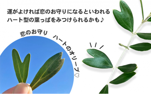 2024年3月より発送】瀬戸内のオリーブ苗木2本セット - 香川県土庄町｜ふるさとチョイス - ふるさと納税サイト