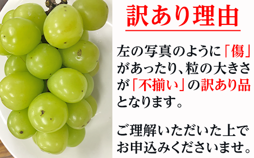 日本 店舗 シャインマスカット訳ありのお徳用品 果物 www.win-ed.com.bd