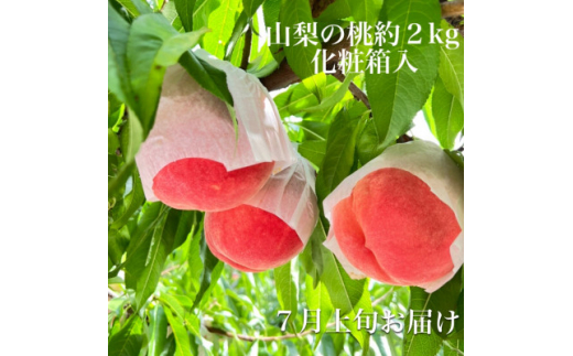＜2023年7月上旬より順次発送予定＞山梨市ヤマシタの桃　約2kg【1380538】 633738 - 山梨県山梨市