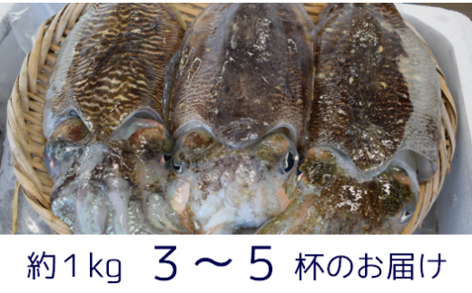 豊前海産「 コウイカ 」約1kg (3～5杯)《築上町》【明青丸】 [ABCB001