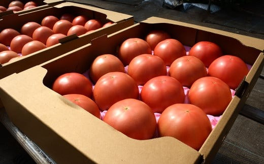 【竹田市産】高原トマト 4kg (約16～24個) 【ベジスタとまとちゃん】