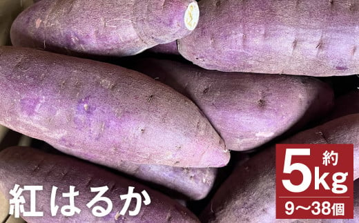 紅はるか 約5kg （9～38個）  さつまいも サツマイモ 芋 いも 野菜 やさい 【2024年11月下旬～2025年4月上旬発送予定】  1419715 - 熊本県菊池市