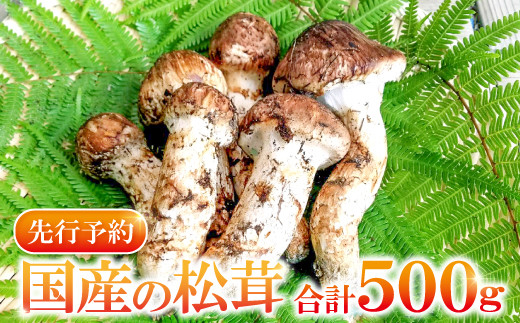 松茸 国産 マツタケ   野菜