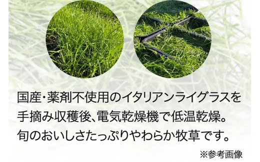 令和5年新刈 国産 旬のやわらかイタリアンライグラス 300g（100g×3袋