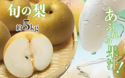 厳選 旬の 梨 約 5kg | フルーツ 果物 くだもの なし ナシ 旬 熊本県 玉名市 843549 - 熊本県玉名市