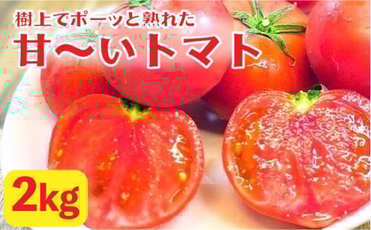 樹上でポーッと熟れた 甘～い トマト 約2kg 《糸島》【松尾農園】 [AKI001] 406449 - 福岡県糸島市