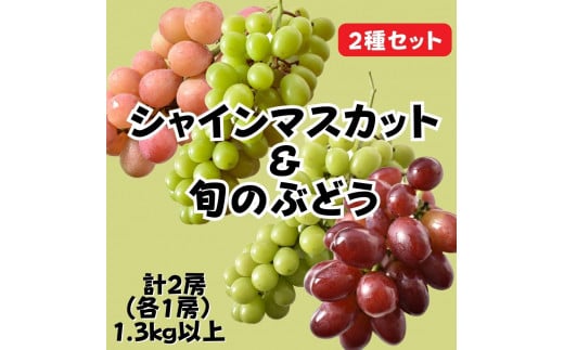 [ぶどうの2種セット]シャインマスカット&旬のぶどう(各1房 計2房)1.3kg 以上 クイーンニーナ 紫玉 スカーレット マスカットノワール から旬のオススメぶどうをお届け 先行予約 フルーツ 茨城 鉾田市