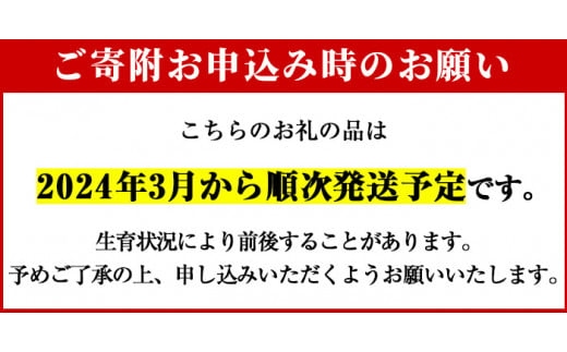 ＜先行予約受付中！2024年3月から順次発送予定＞数量限定！朝堀り青果たけのこ(約1.5kg)国産 新鮮 タケノコ 竹の子 筍 野菜 春 旬  期間限定【上野食品】2-41