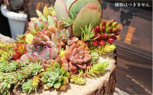 糸島 植木鉢 植物 花 インテリア ガーデニング