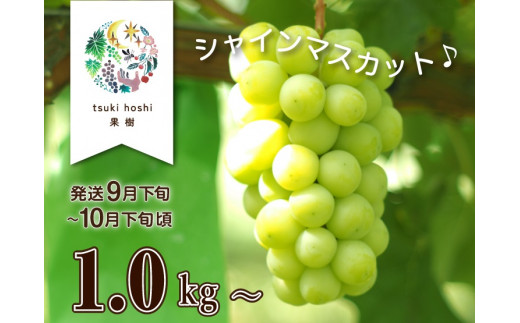 産地直送】上山産・完熟シャインマスカット １ｋｇ以上 ご家庭用 0140