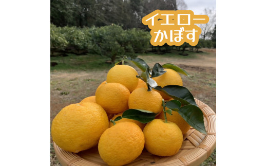 久井田農園のかぼす 10kg かぼす カボス 黄かぼす 黄カボス 柑橘 青果 くだもの 果物 フルーツ 大分県産 国産 