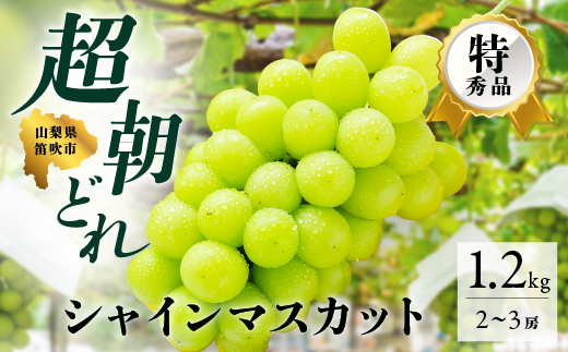 <2024年先行予約>超朝採れシャインマスカット 2～3房 約1.2kg 山梨