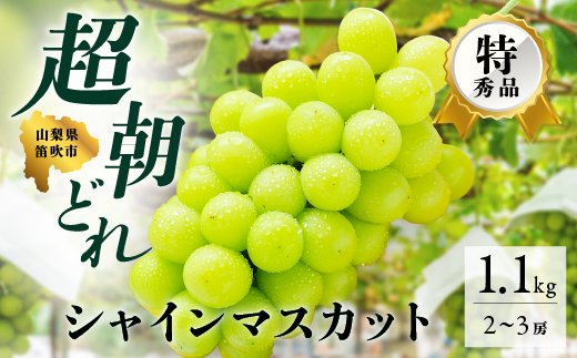 超朝採れシャインマスカット 2～3房 約1.1kg 山梨県 笛吹市 ※常温配送