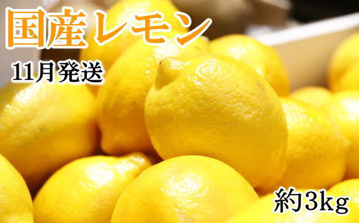 【手選別・産直】紀の川産の安心国産レモン約3kg＊11月発送＊ 764596 - 和歌山県串本町