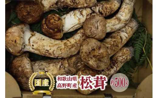 和歌山県高野町産】香り高く希少な国産! 松茸 約500g【2023年9月下旬