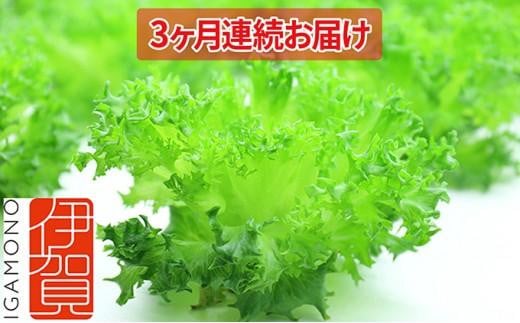 Leaf Mie（完全人工光型植物工場レタス）約80g×25個　3ヶ月連続お届け 843786 - 三重県伊賀市