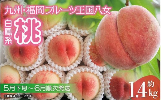 ＜先行予約＞九州・福岡フルーツ王国八女から直送！桃約１．４ｋｇ｜2023年5月～6月発送｜配送不可：北海道・沖縄・離島