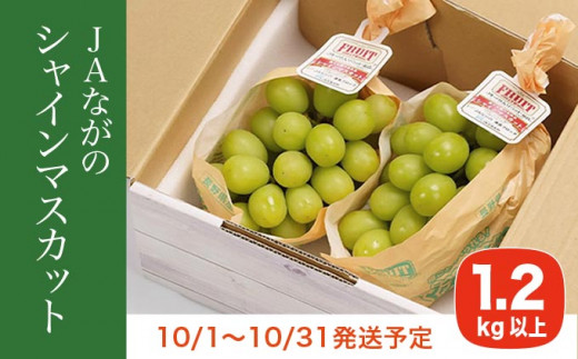 産地直送 厳選シャインマスカット 1.2kg以上 長野県小布施町産 ［ JAながの ］ ぶどう ブドウ 葡萄 果物 フルーツ 種なし 数量限定  2023年10月発送 ［B-301］
