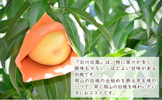 桃 日川白鳳（白桃）約1.5kg（5～7玉） 岡山県産 桃 もも 果物 ...