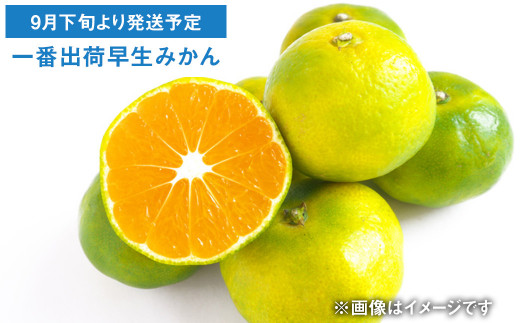 【年6回定期便】くまもとの柑橘定期便