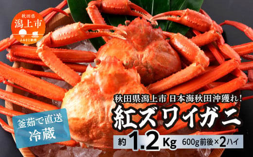 日本海沖産 紅ズワイガニ600g前後×2匹 約1.2kg/冷蔵