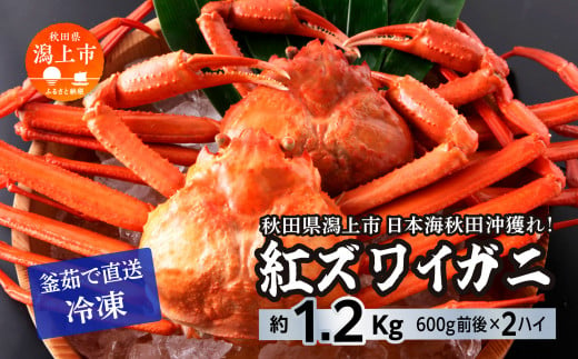 【年内発送】日本海沖産 紅ズワイガニ600g前後×2匹 約1.2kg/冷凍