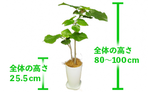 【観葉植物】2本立ちウンベラータ80cm～100cm(弓指園芸/014-1353)南国鹿児島県で育った 観葉植物！植物 鉢付 インテリア 室内  オフィス おしゃれ プレゼント ギフト 開店祝い 移転祝い マイナスイオン【配送不可地域：北海道・沖縄県・離島】