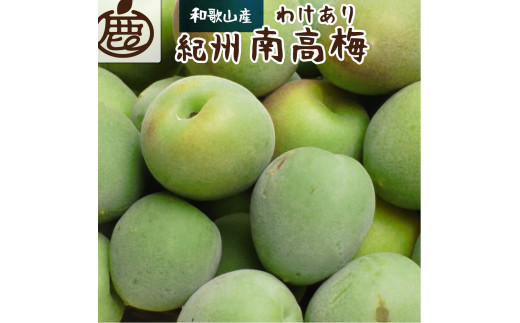 ＜６月発送＞家庭用 紀州南高梅(青梅)3kg+90g（傷み補償分）【朝摘み・とれたて直送便】【梅干し・梅酒・梅ジュース】【和歌山産】【わけあり・訳あり】【ikd086A】 765773 - 和歌山県串本町