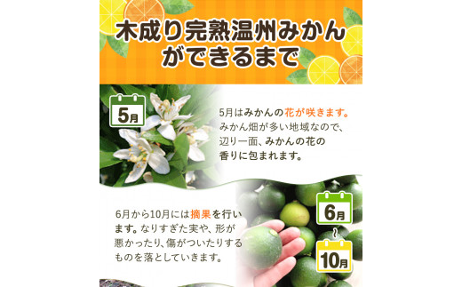 和歌山県日高川町のふるさと納税 【先行予約】木成り完熟 温州 みかん ミックスサイズ 約 10kg まるまつ農園《2025年12月上旬-2026年1月末頃出荷》 和歌山県 日高川町 温州みかん みかん 完熟